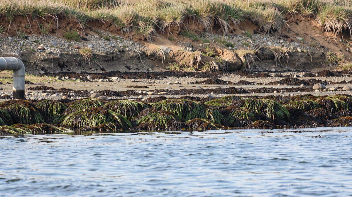 A rocky New England shore at low tide in flat morning light, exposed eelgrass and dark seaweed marking the waterline, a marsh edge with a low erosion scarp behind it, a metal stormwater outfall pipe visible at the left of the frame, shot from knee height with the water filling the lower third.